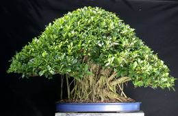 بونسای فیکوس نیتیدا